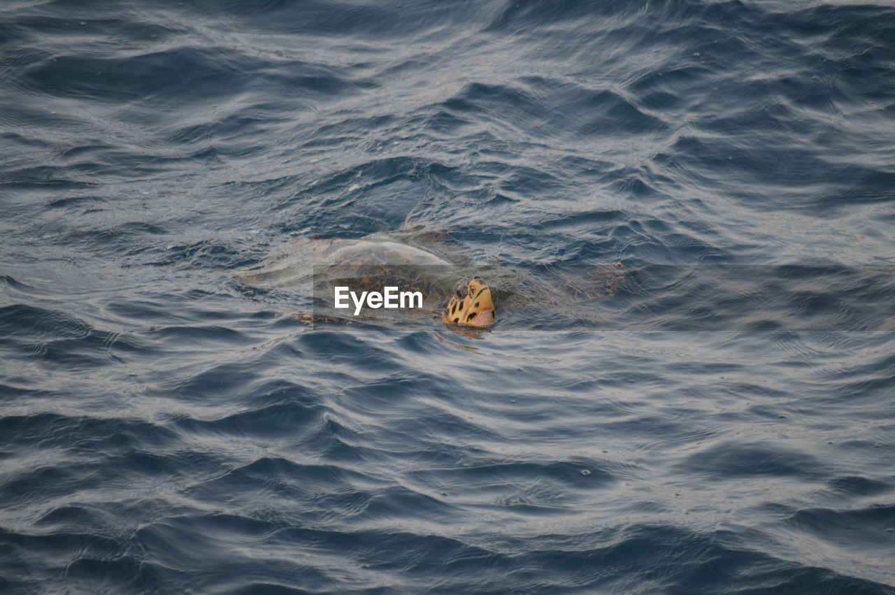 High angle view of fish swimming in sea