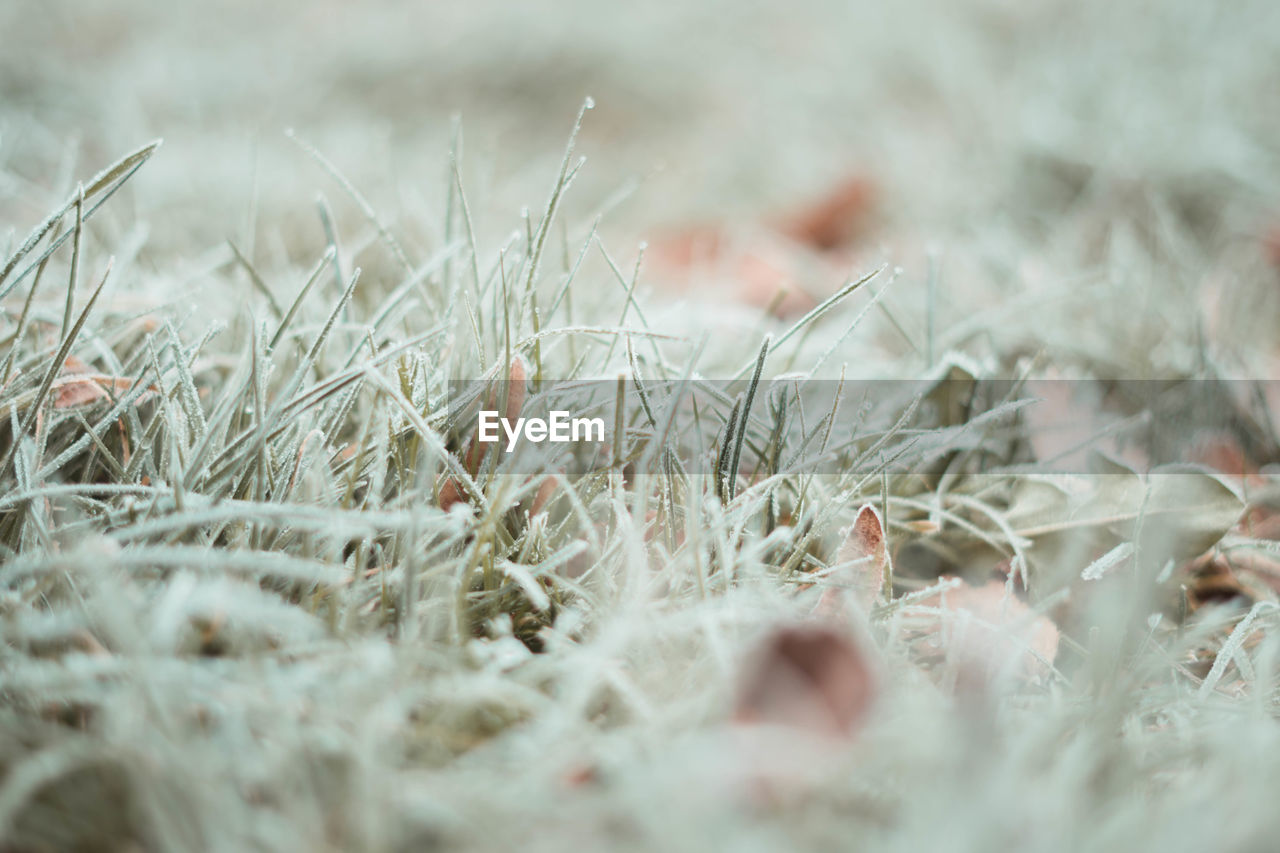 Close-up of frozen plants on field