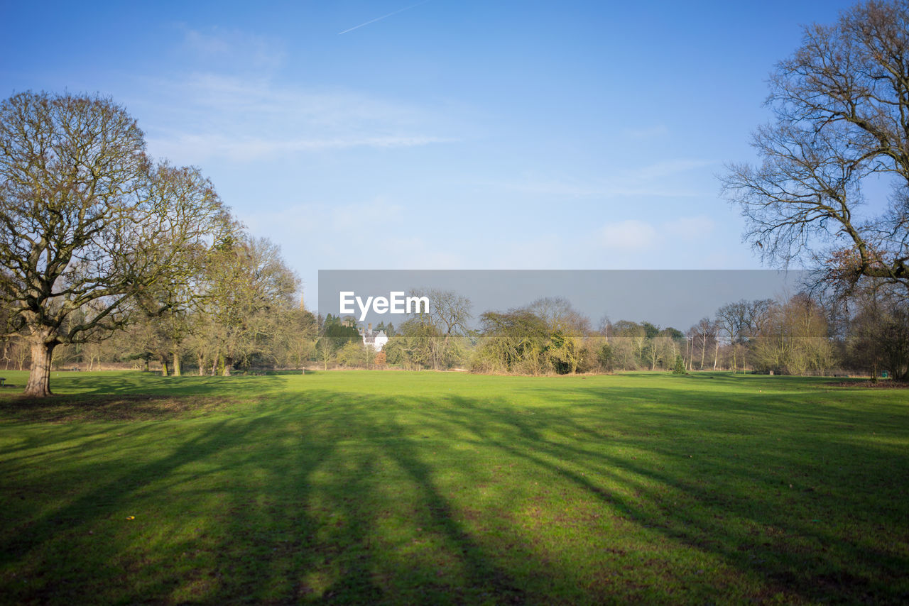 TREES ON FIELD AGAINST SKY