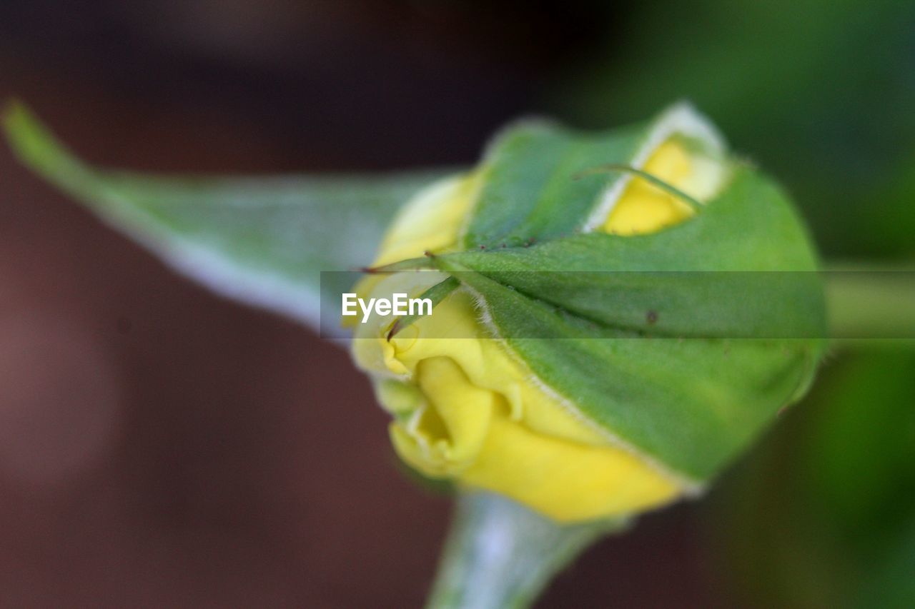 CLOSE-UP OF YELLOW FLOWER BUDS