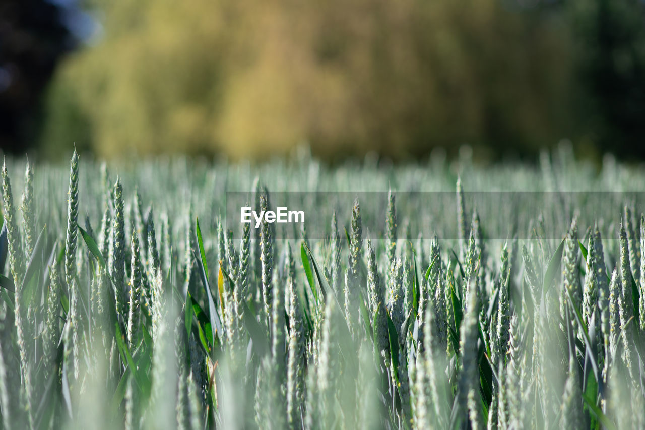 Close-up of crops growing on field