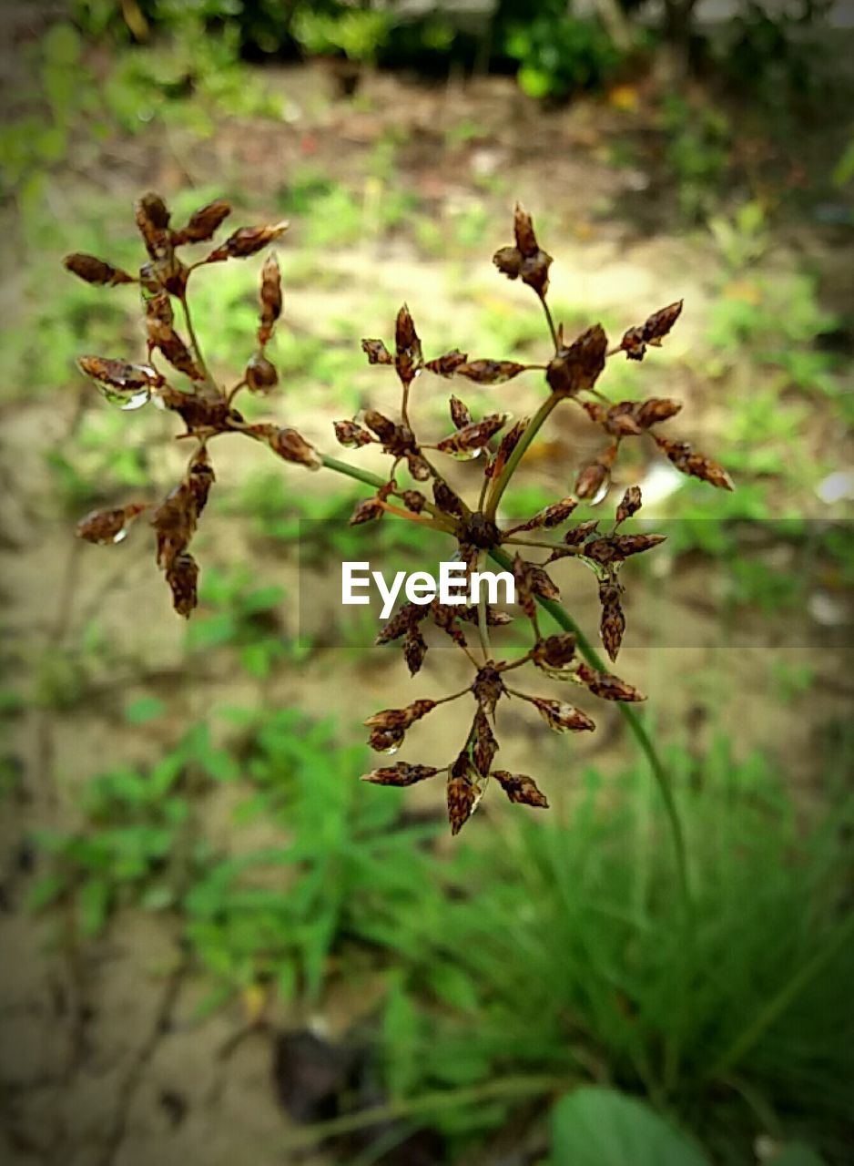 CLOSE-UP OF FLOWERS