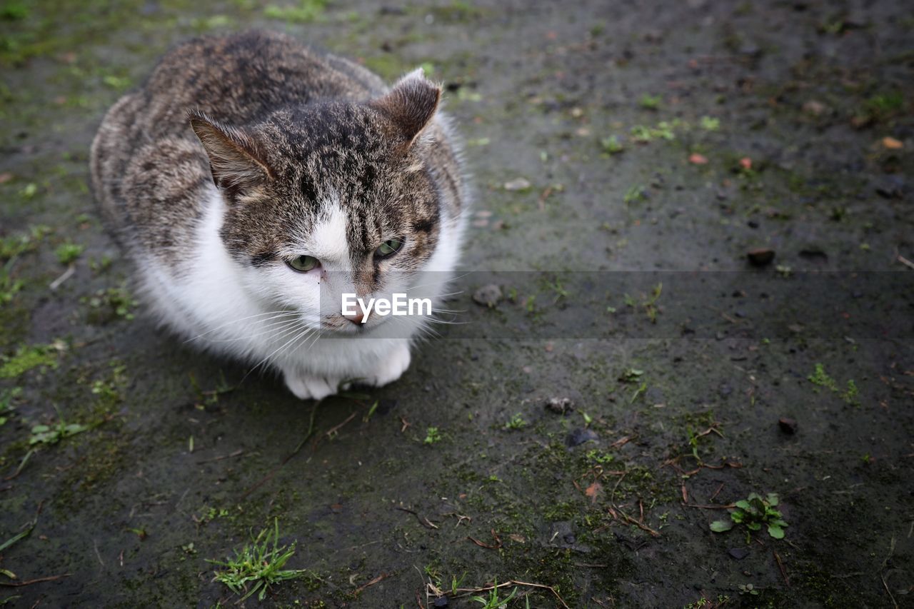 CLOSE-UP OF CAT LYING DOWN