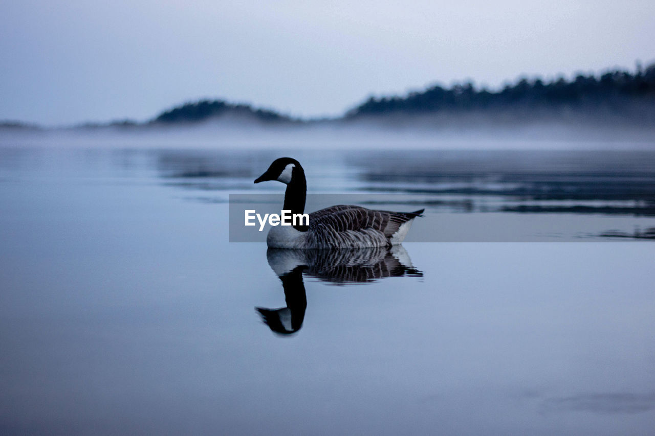 DUCK SWIMMING IN LAKE