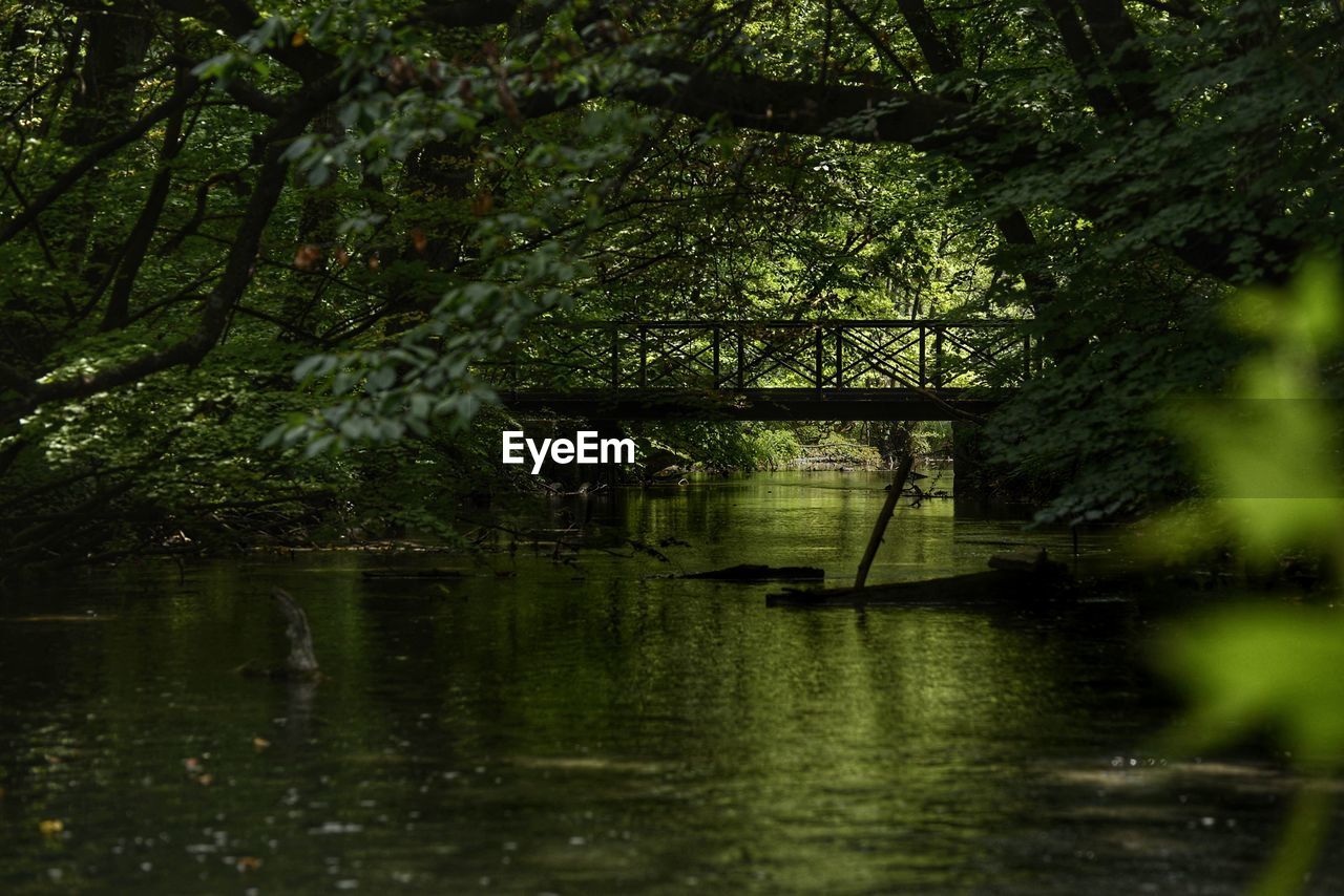 Scenic view of lake in forest