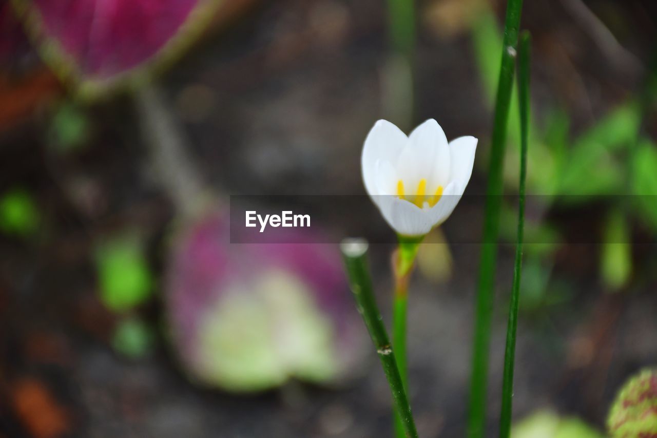 CLOSE-UP OF WHITE CROCUS IN BLOOM