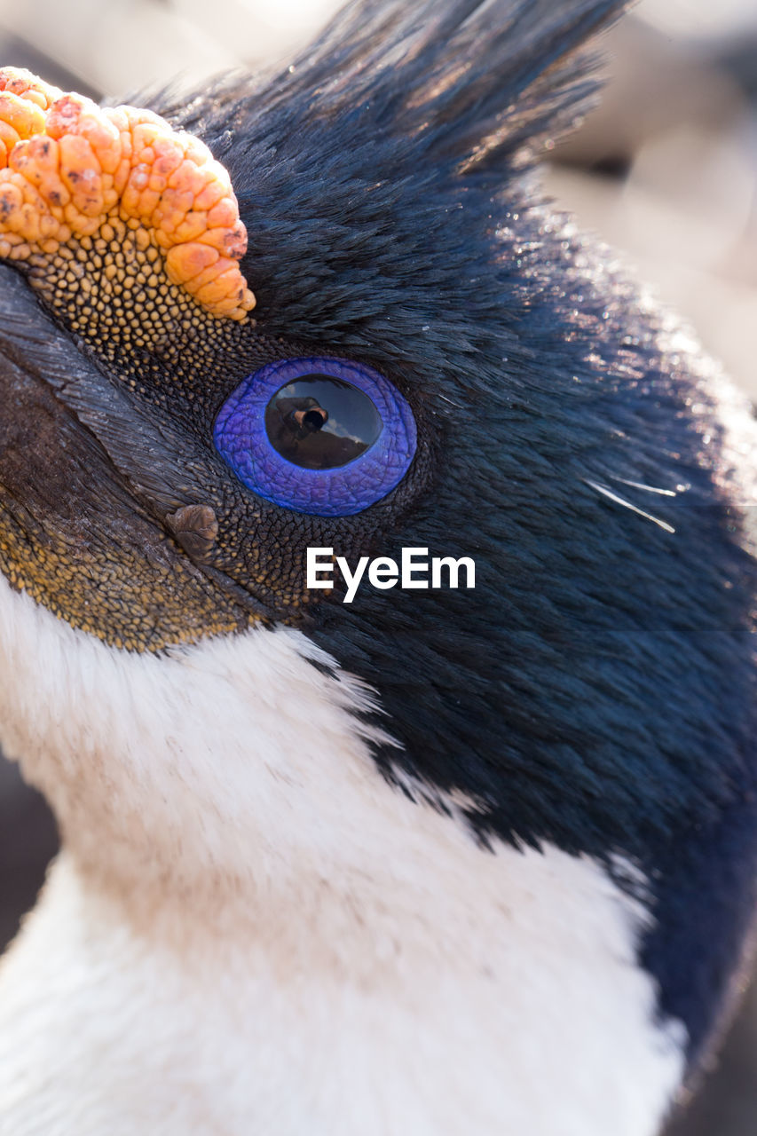 CLOSE-UP OF A PEACOCK