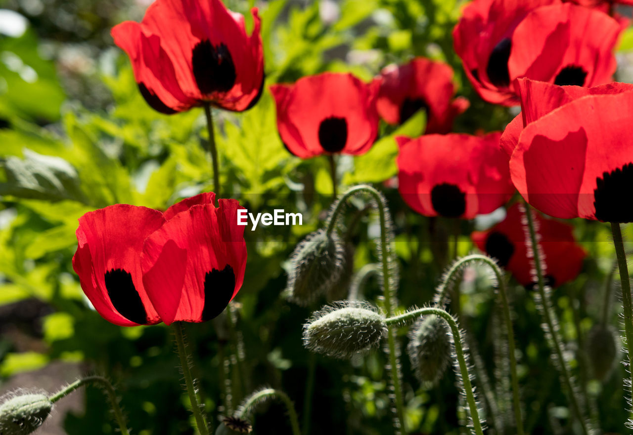 Close-up of red poppy blooming outdoors