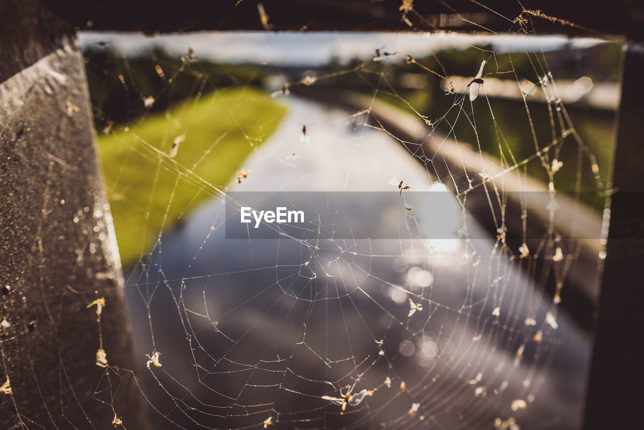 Close-up of insects on web