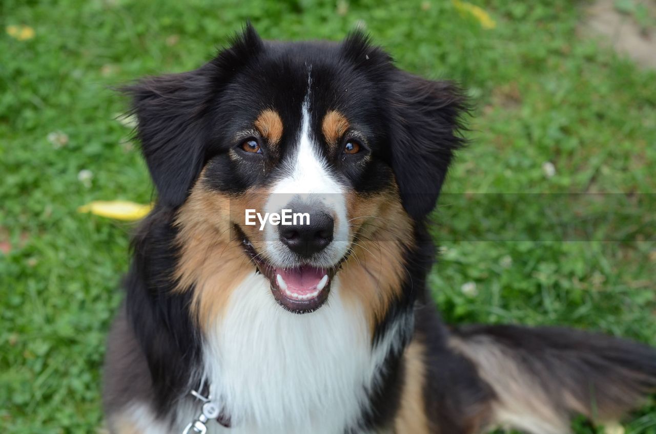 pet, one animal, dog, animal themes, mammal, canine, domestic animals, animal, border collie, portrait, grass, carnivore, animal body part, looking at camera, plant, no people, nature, focus on foreground, facial expression, cute, black, green, animal head, outdoors, animal hair, day, field, looking