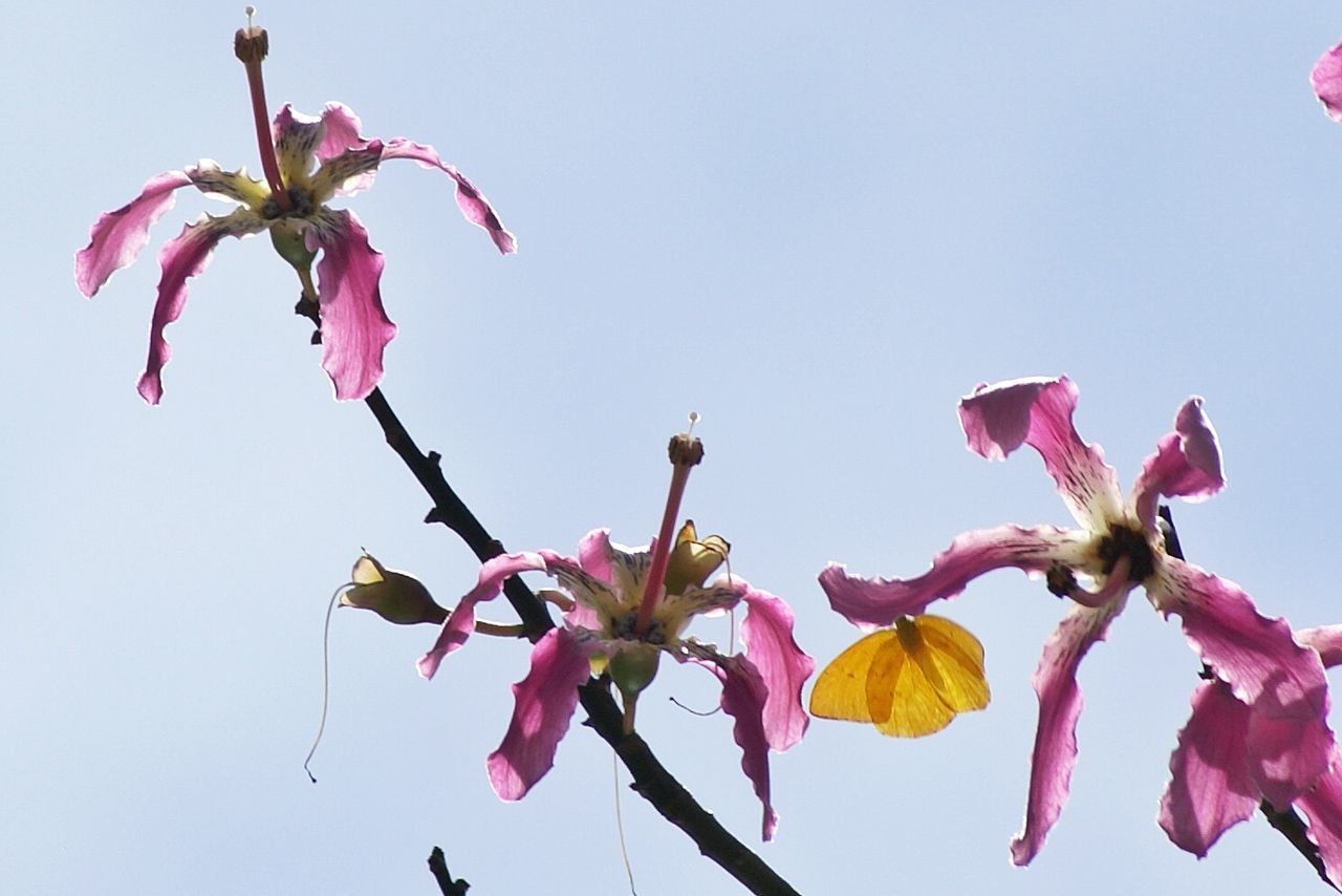 LOW ANGLE VIEW OF PINK FLOWERS AGAINST CLEAR SKY