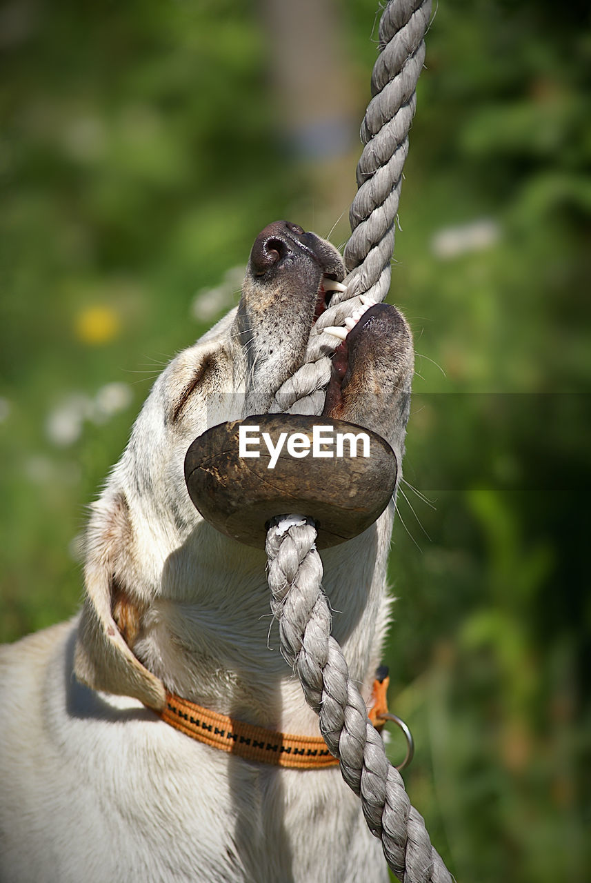 CLOSE-UP OF MONKEY TIED TO METAL