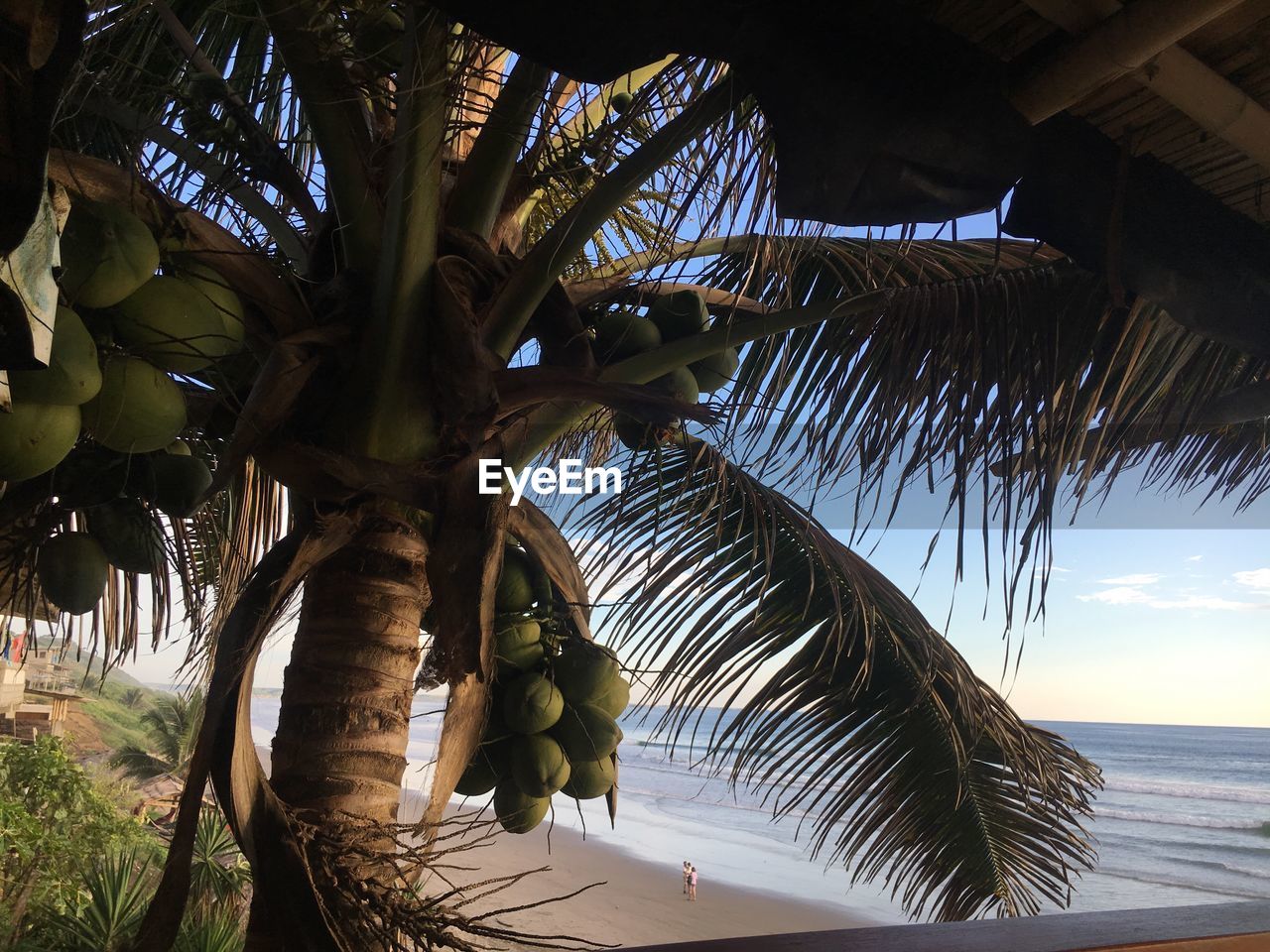 Low angle view of palm tree against sea