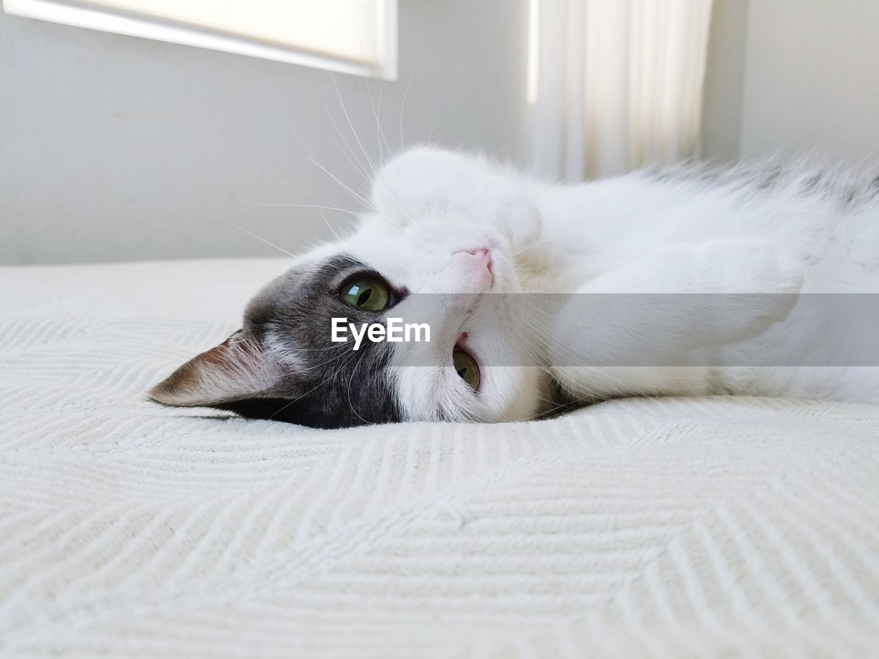 Portrait of cat lying on bed at home