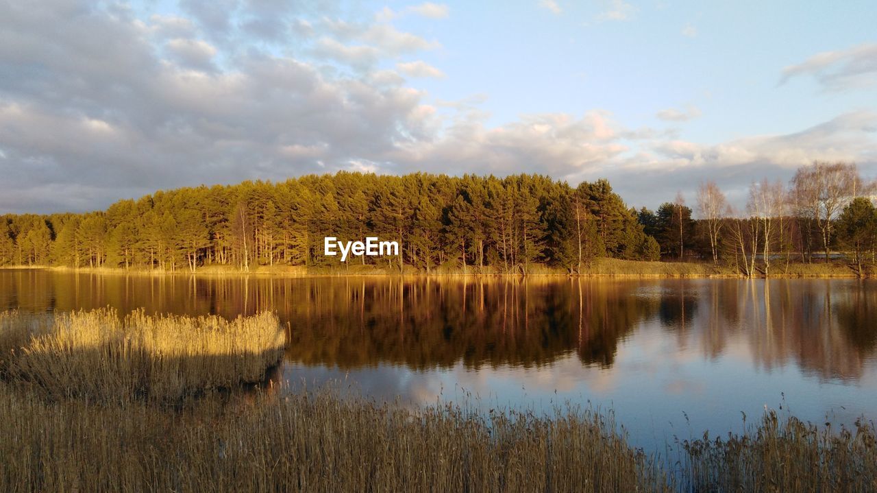 TREES BY LAKE AGAINST SKY