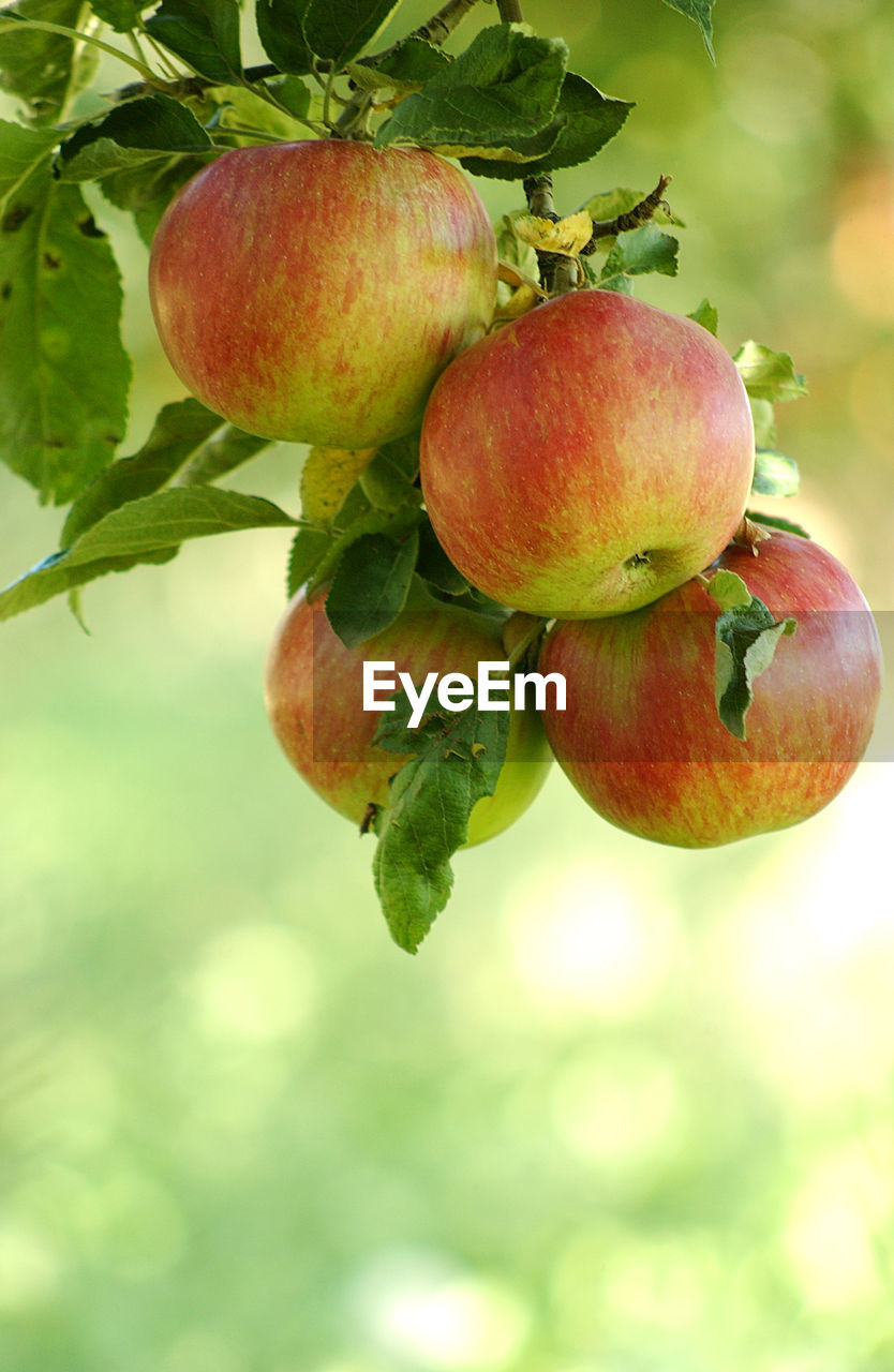 CLOSE-UP OF APPLES