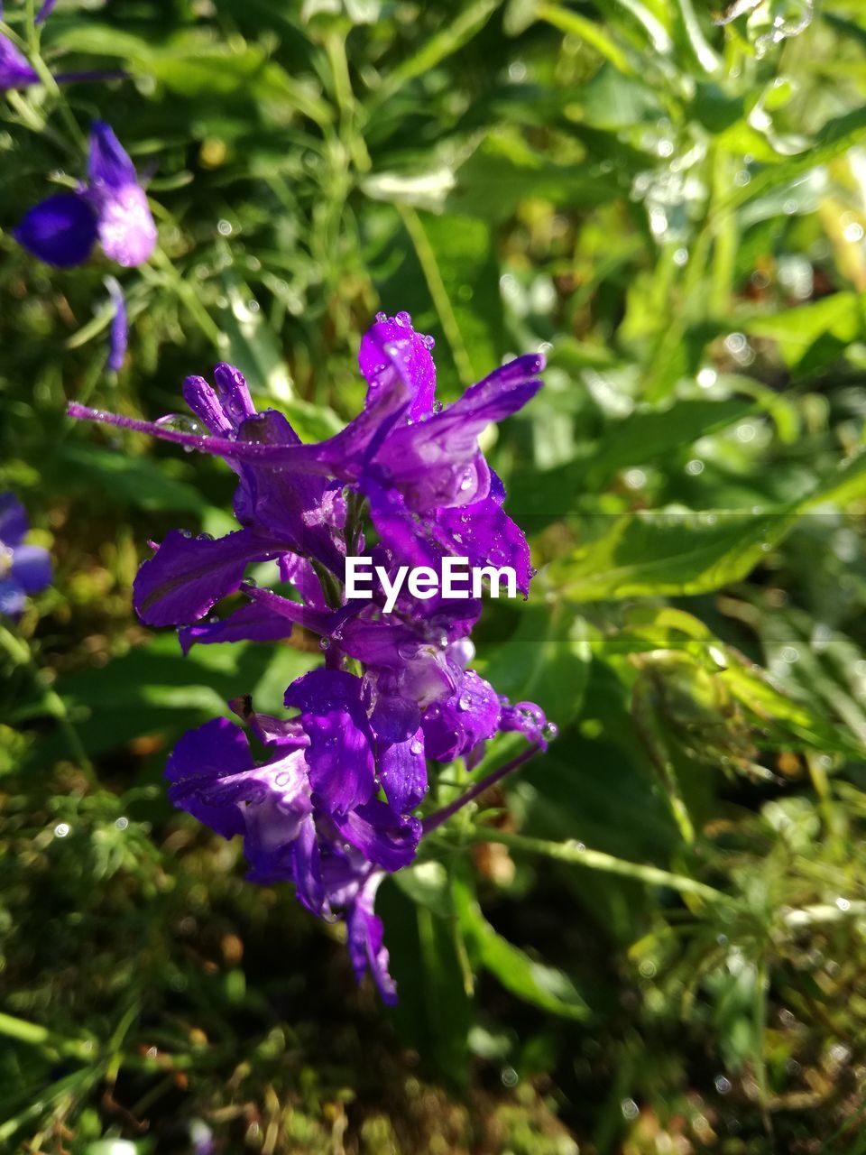 CLOSE-UP OF PURPLE FLOWER BLOOMING IN PARK