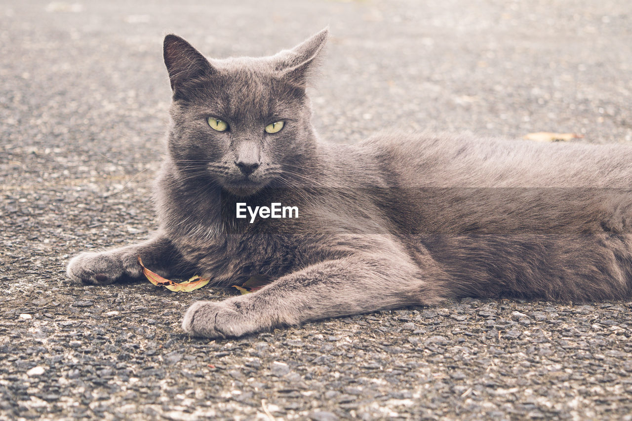 PORTRAIT OF A CAT LYING ON A FLOOR