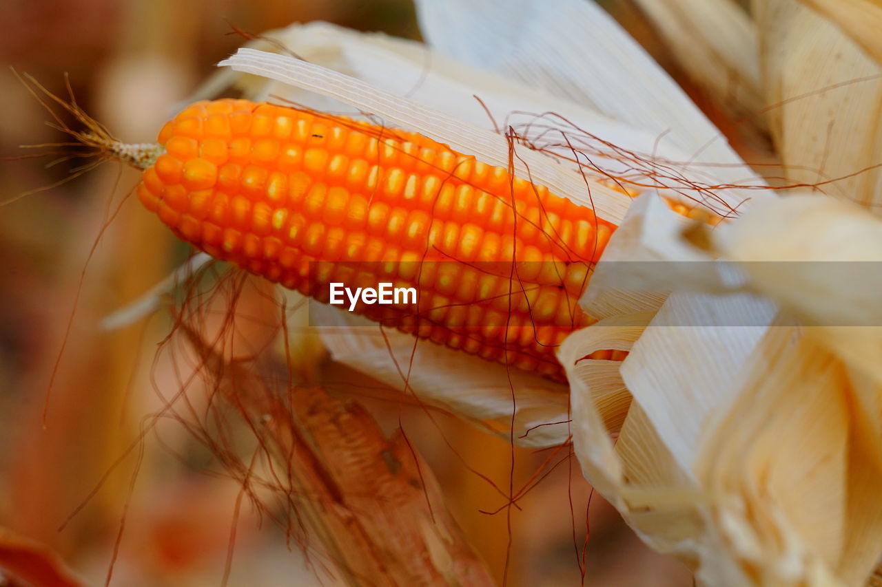 close-up of corn on field