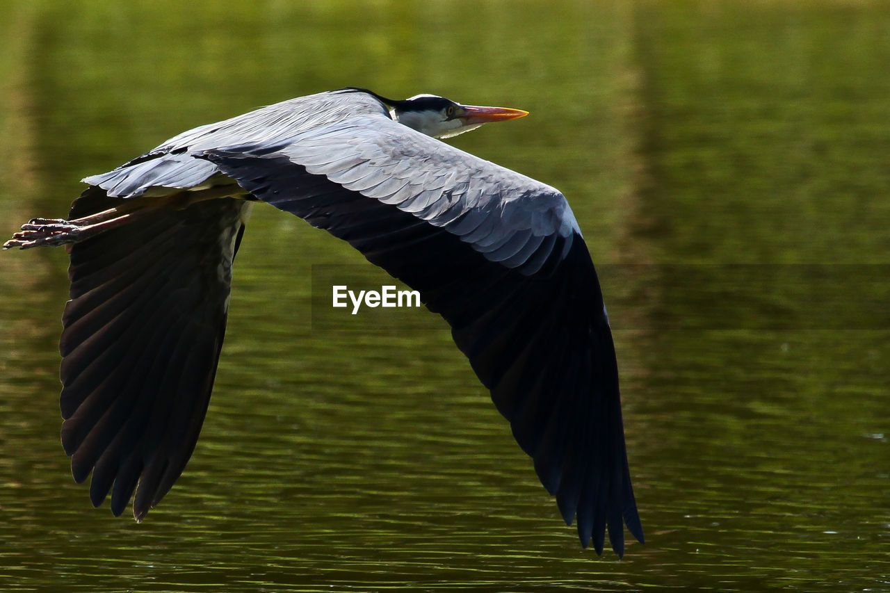 High angle view of gray heron flying