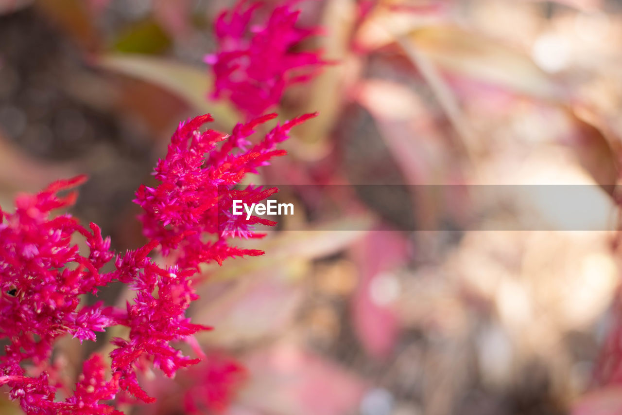 CLOSE-UP OF PINK FLOWERING PLANTS