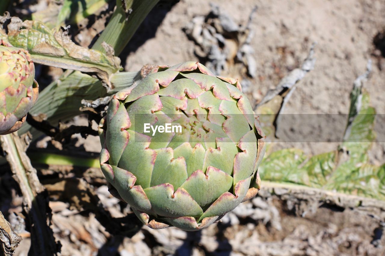 CLOSE-UP OF CACTUS GROWING ON FIELD