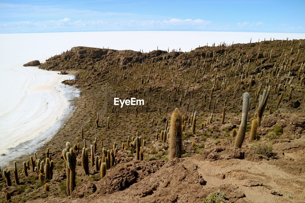 Stunning aerial view from isla incahuasi full of cactus in the center of uyuni salt flats, bolivia