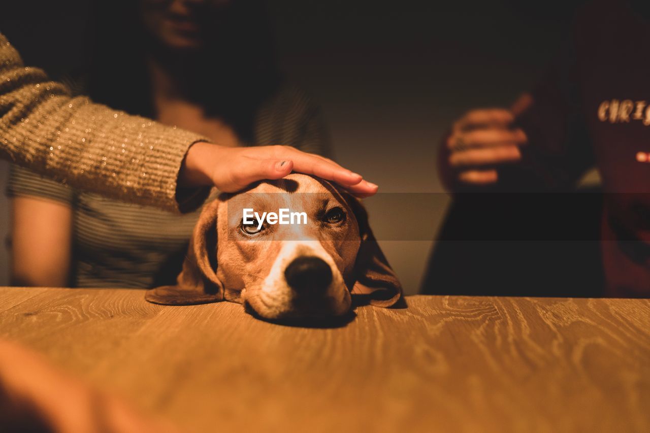 Cropped hand of woman petting dog at table