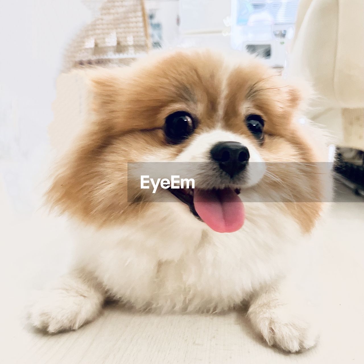 pet, one animal, animal themes, mammal, animal, domestic animals, canine, dog, pomeranian, german spitz klein, german spitz mittel, lap dog, facial expression, german spitz, cute, indoors, portrait, sticking out tongue, no people, puppy, looking at camera, young animal, animal body part, sitting