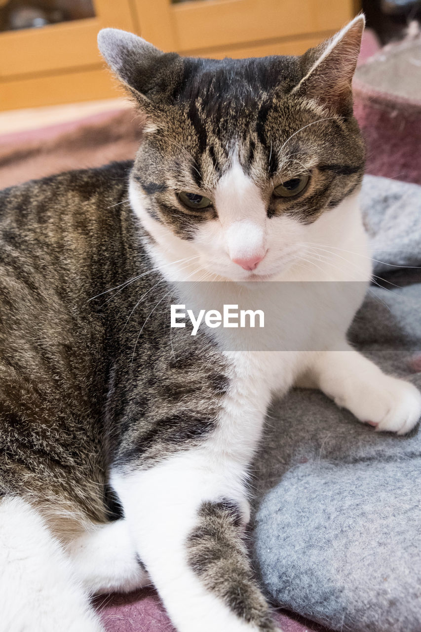 CLOSE-UP OF TABBY CAT