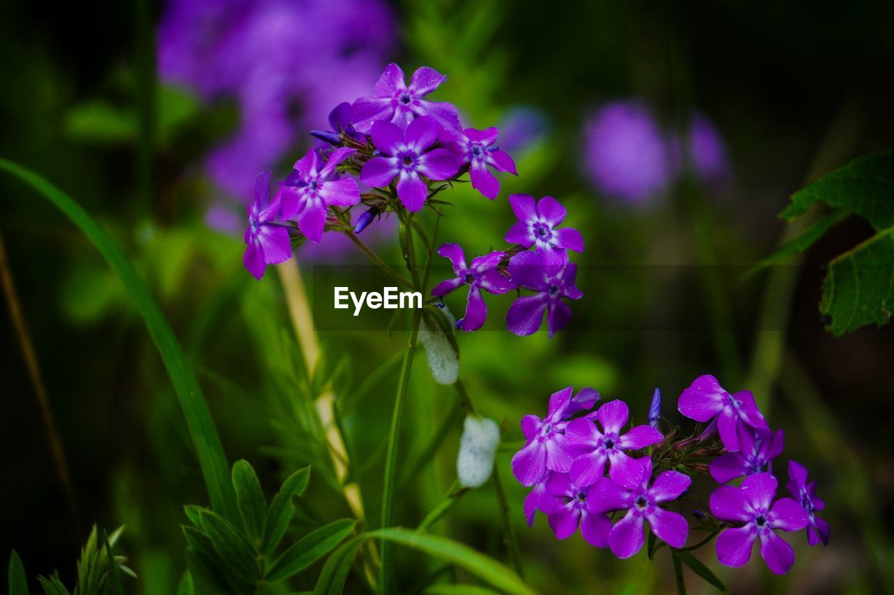 Close-up of purple flowers