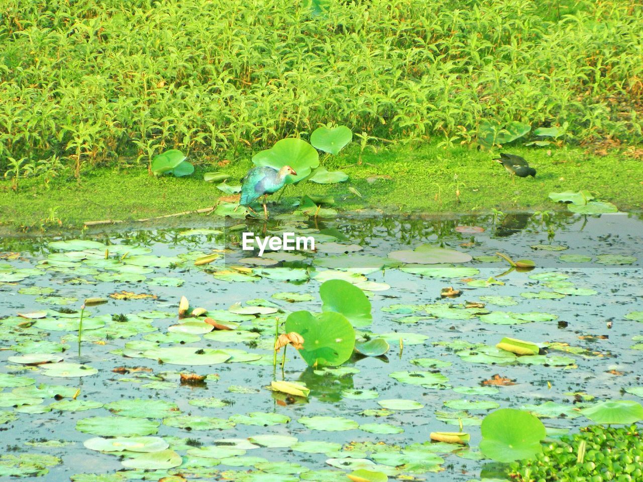 Birds in swamp against plants