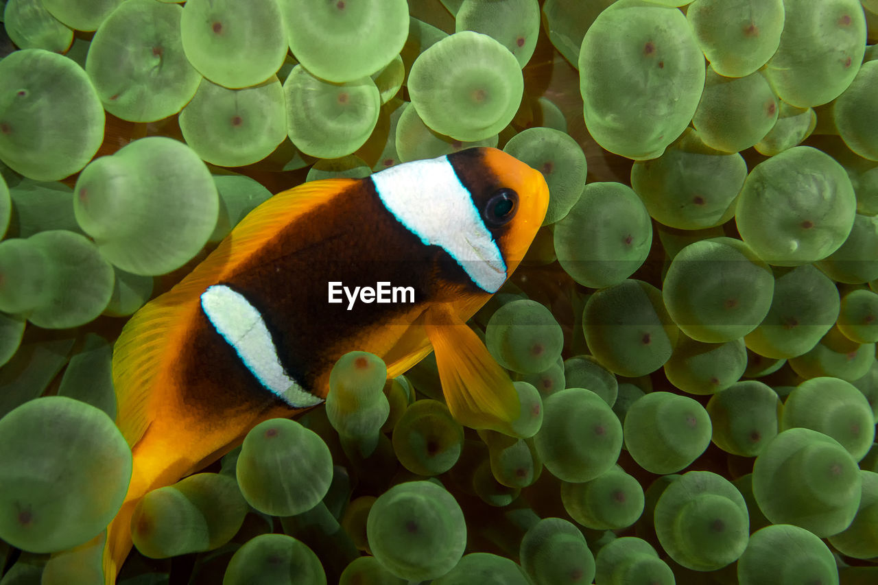 A red sea anemonefish - amphiprion bicinctus - in egypt