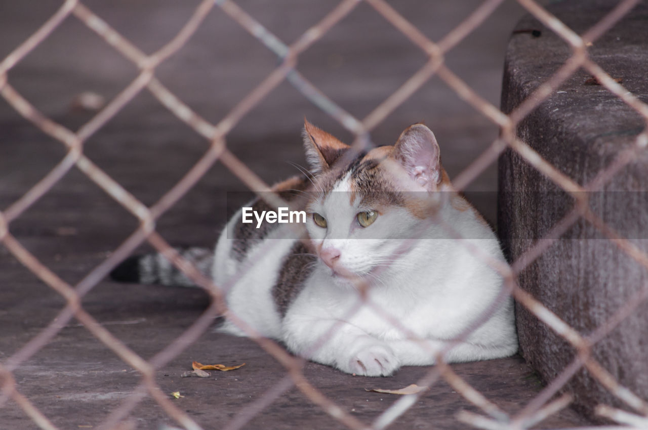 CLOSE-UP PORTRAIT OF A CAT BEHIND FENCE