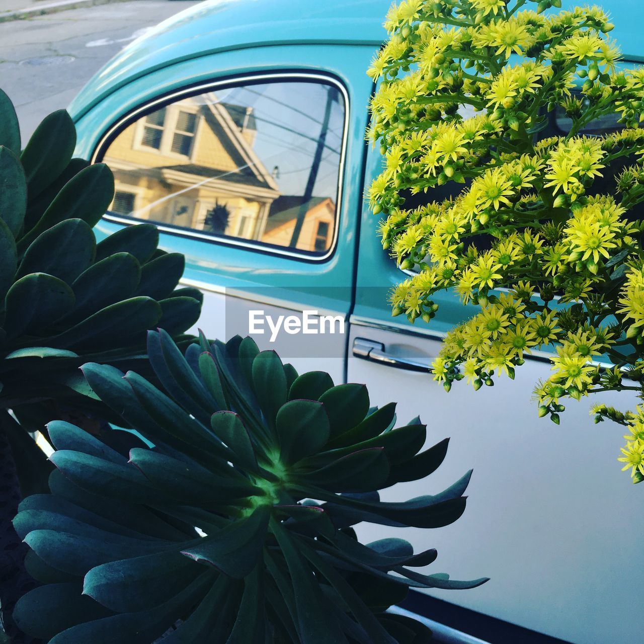Plants against car