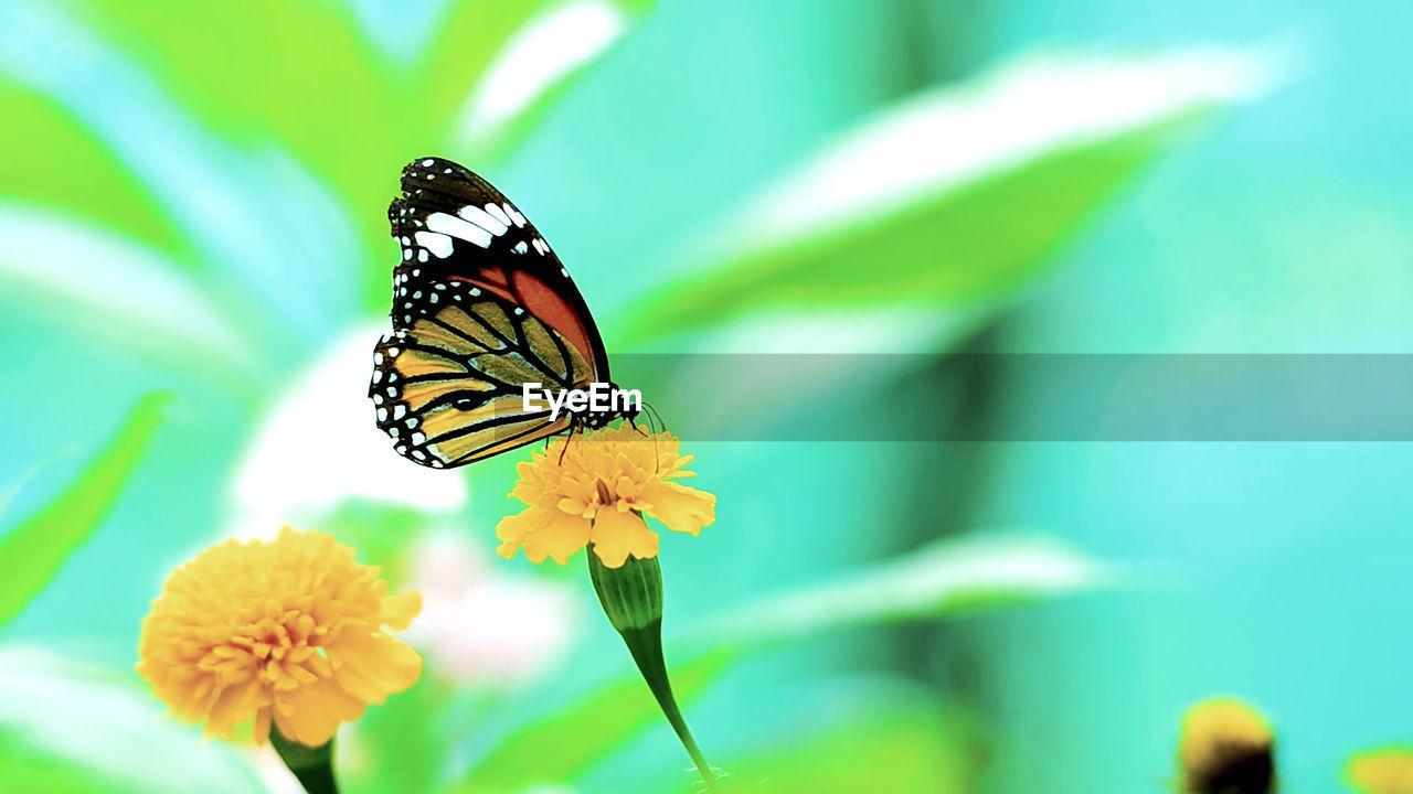 BUTTERFLY POLLINATING ON FLOWER