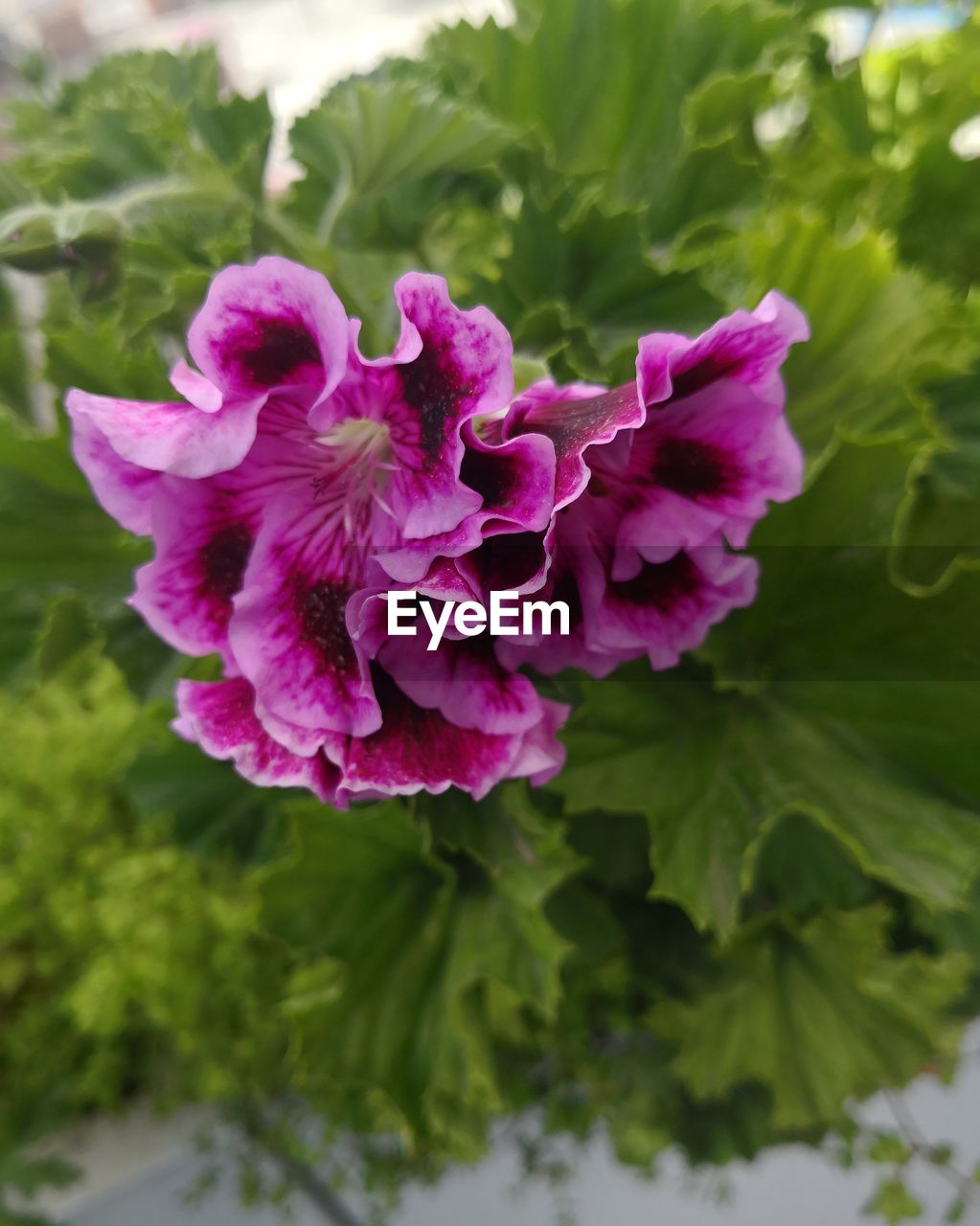 CLOSE-UP OF PURPLE FLOWERING PLANTS