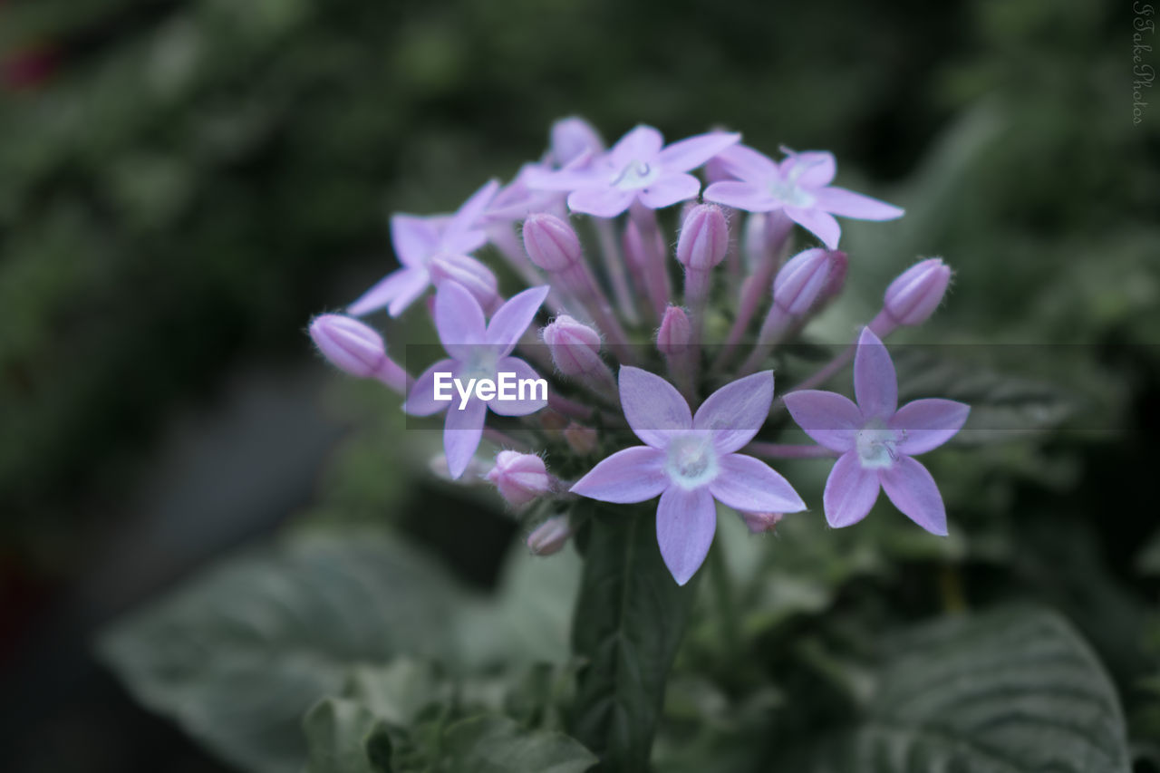 Close-up of purple flowering plant