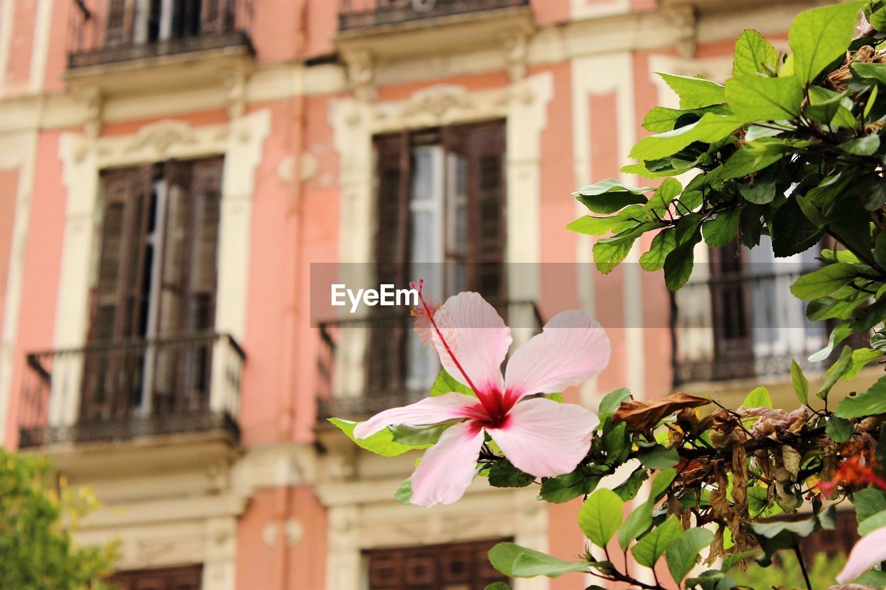 Close-up of flower blooming against window