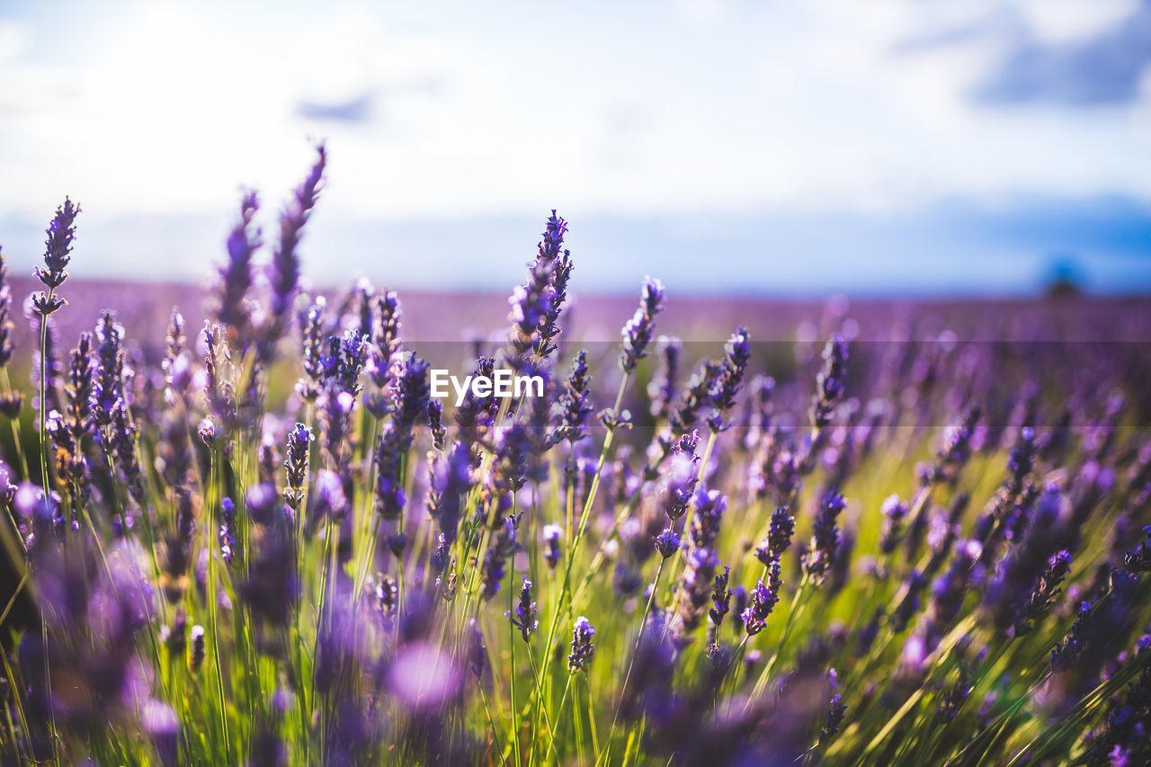 purple, lavender, flower, flowering plant, plant, sky, beauty in nature, nature, field, land, landscape, freshness, grass, growth, cloud, environment, therapy, scenics - nature, rural scene, selective focus, summer, agriculture, aromatherapy, no people, meadow, idyllic, medicine, tranquility, tranquil scene, wildflower, close-up, food, outdoors, herb, blossom, vibrant color, scented, herbal medicine, sunset, springtime, multi colored, food and drink, blue, flowerbed, macro photography, prairie, non-urban scene, perfume, sun, backgrounds, sunlight, farm, fragility