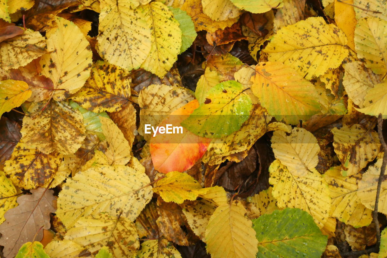 Close-up of dry leaves