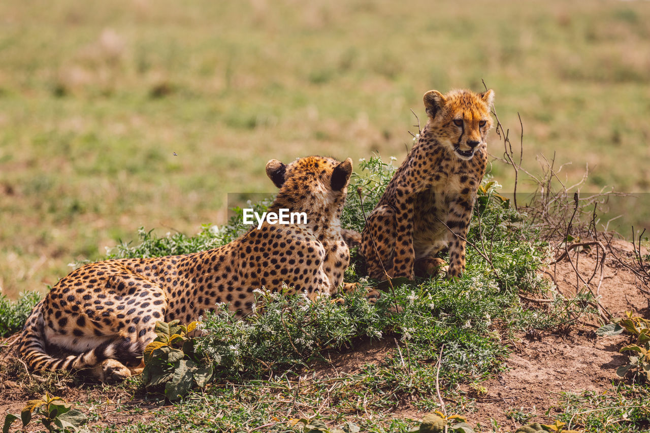 Cheetah on field