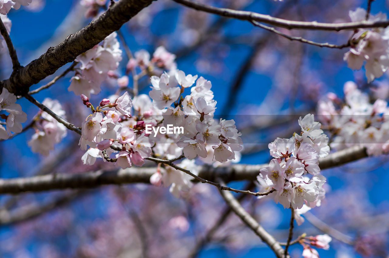 LOW ANGLE VIEW OF CHERRY BLOSSOMS ON TREE