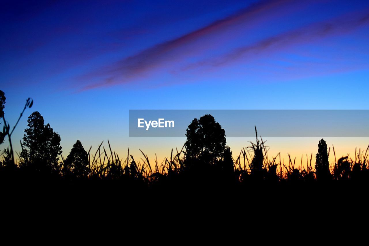 SILHOUETTE TREES ON LANDSCAPE AGAINST SKY