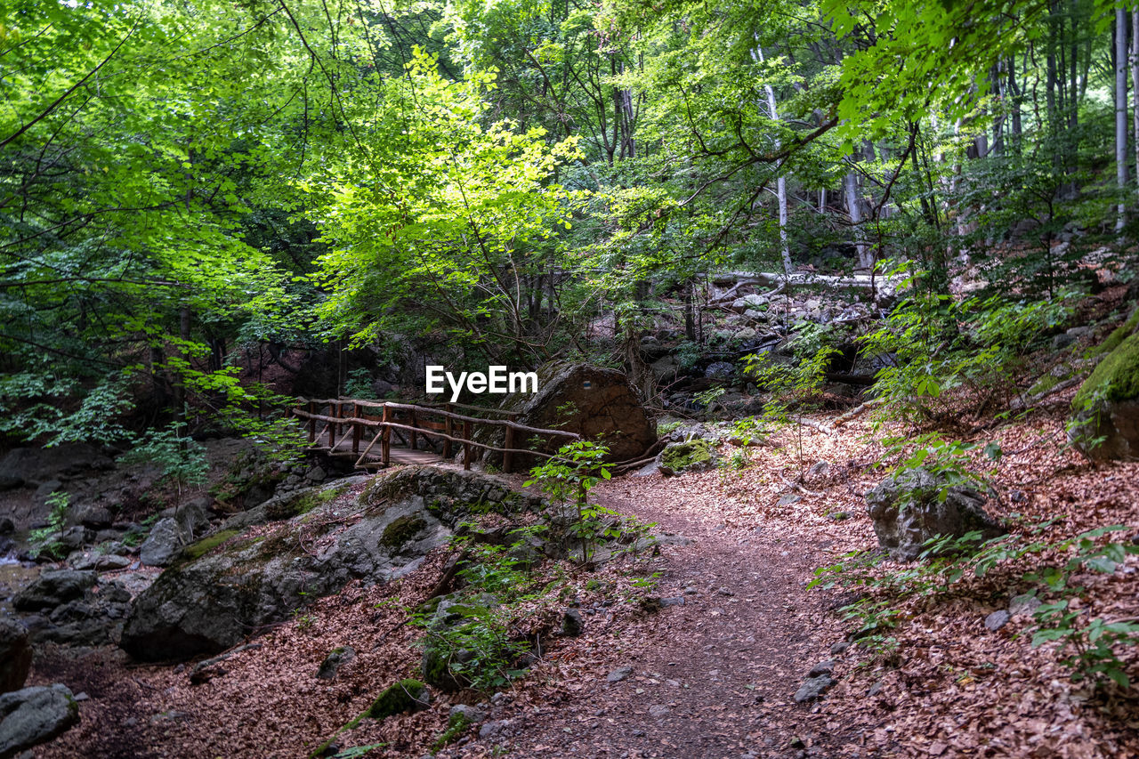 PLANTS GROWING IN FOREST