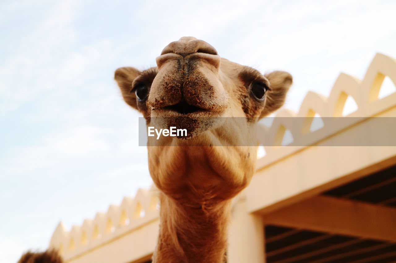 Close-up of camel in manama bahrain 