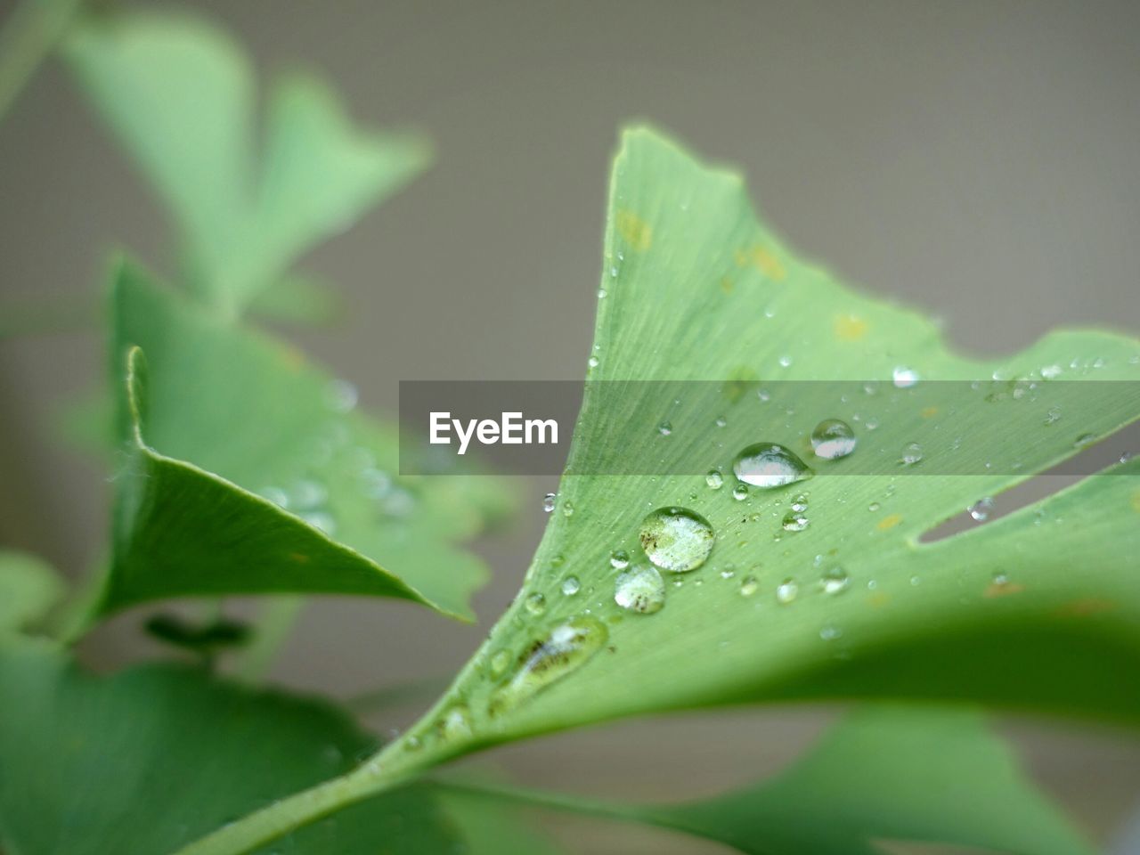Close-up of water drops on ginkgo leaves