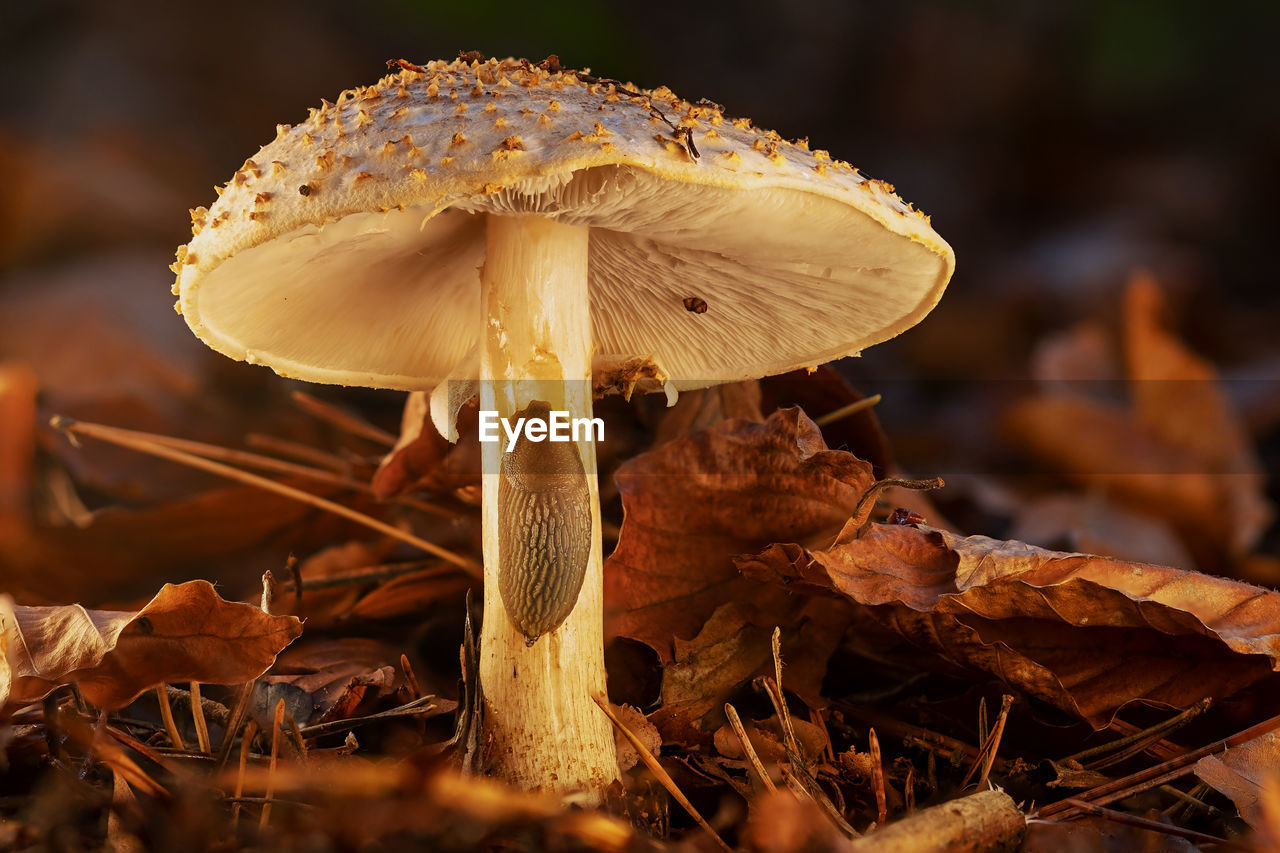 Close-up of mushroom growing on field