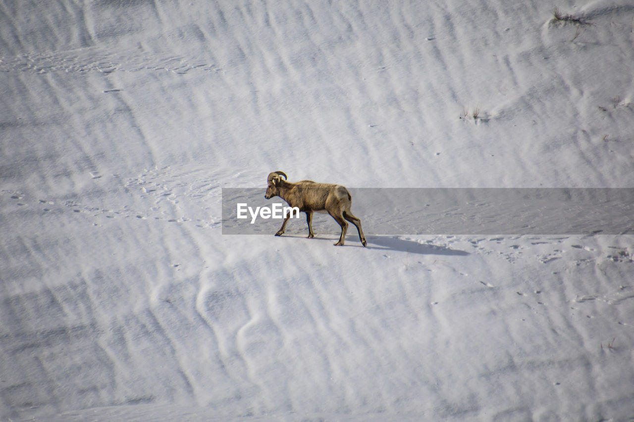 Side view of horned mammal walking on snow covered land