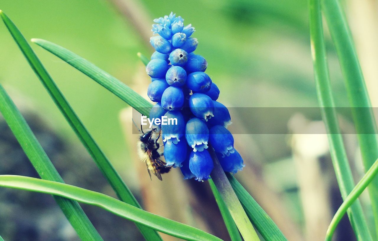 Close-up of bee on blueberries 